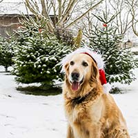 Stimmungsvoller Bio-Advent 