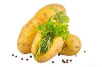 saatgut kartoffeln bestellen Kartoffel Saatgut Soltastic F1 main image 1